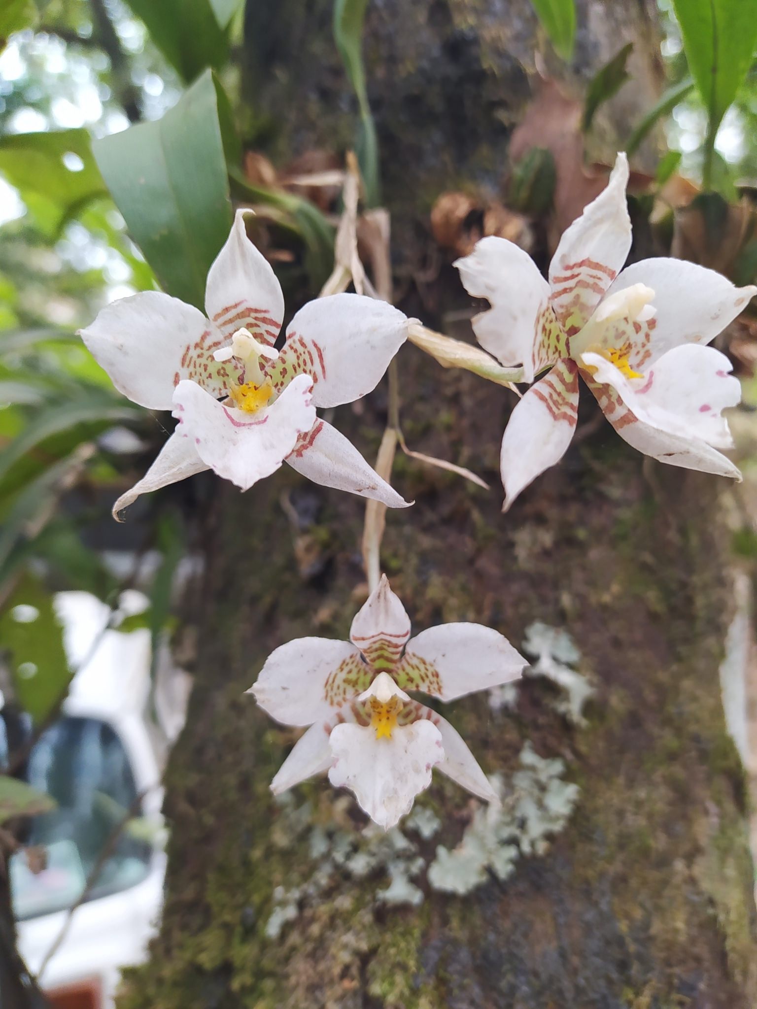 Rhynchostele cervantesii